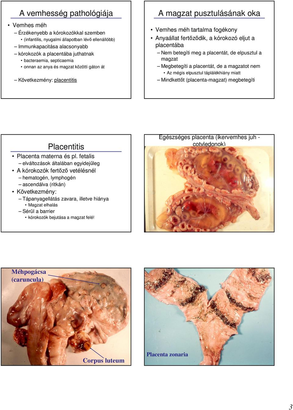 meg a placentát, de elpusztul a magzat Megbetegíti a placentát, de a magzatot nem Az mégis elpusztul táplálékhiány miatt Mindkettıt (placenta-magzat) megbetegíti Placentitis Placenta materna és pl.