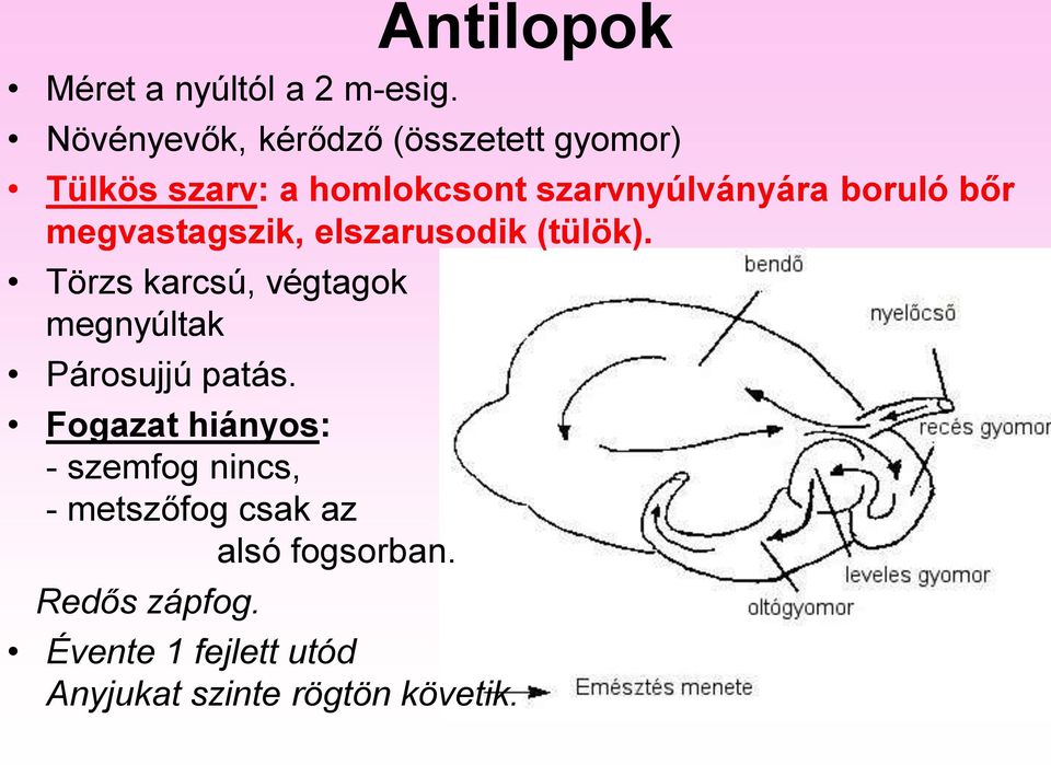 boruló bőr megvastagszik, elszarusodik (tülök).