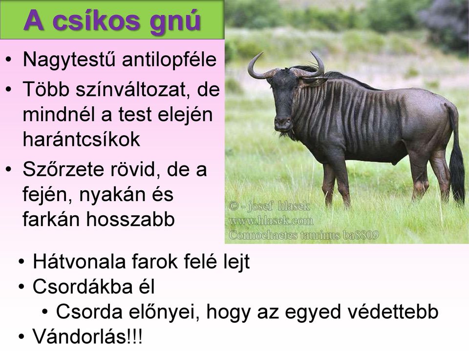 fején, nyakán és farkán hosszabb Hátvonala farok felé lejt