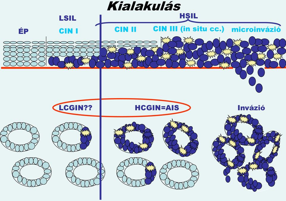 situ cc.