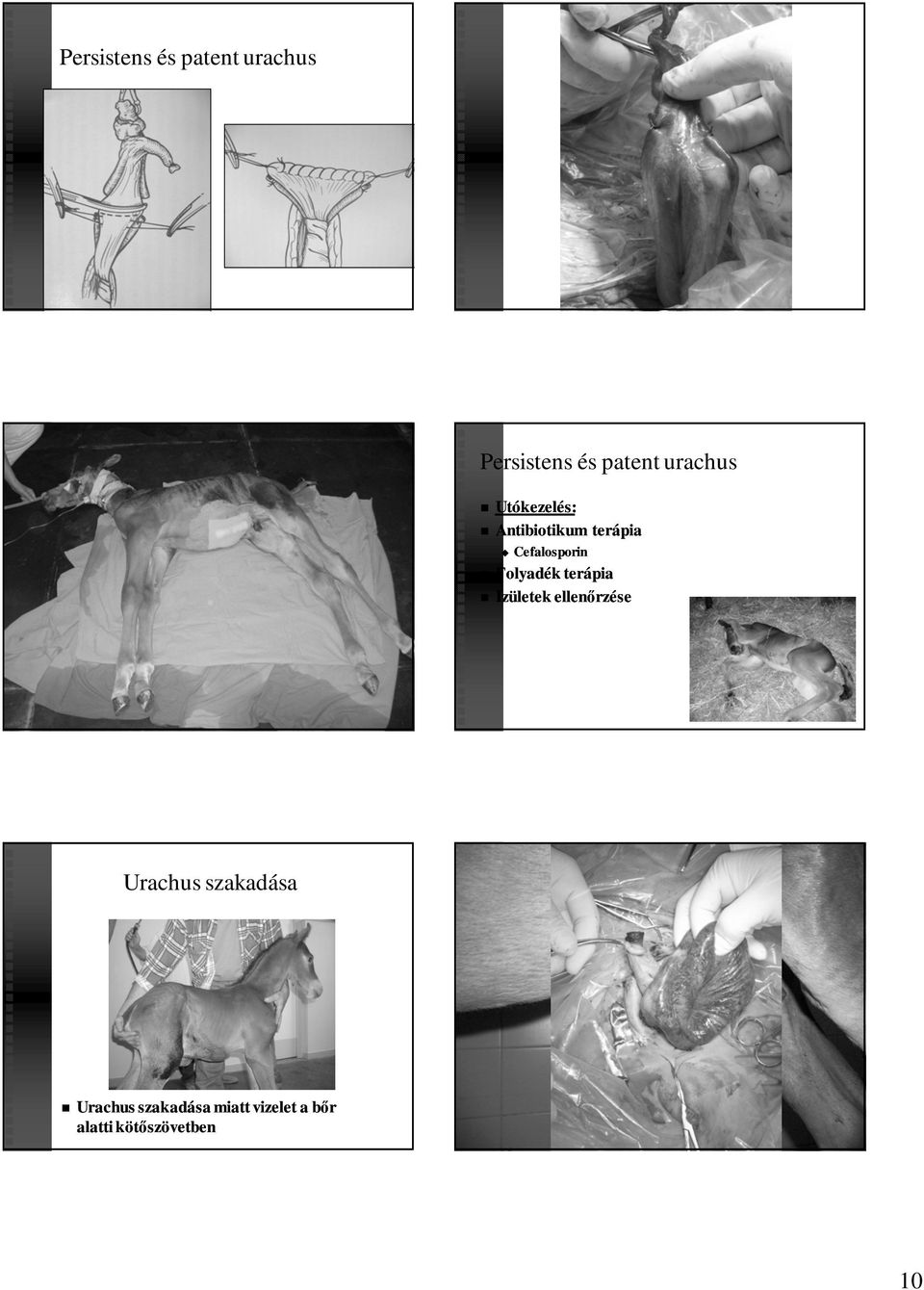 Folyadék terápia Izületek ellenőrzése Urachus szakadása