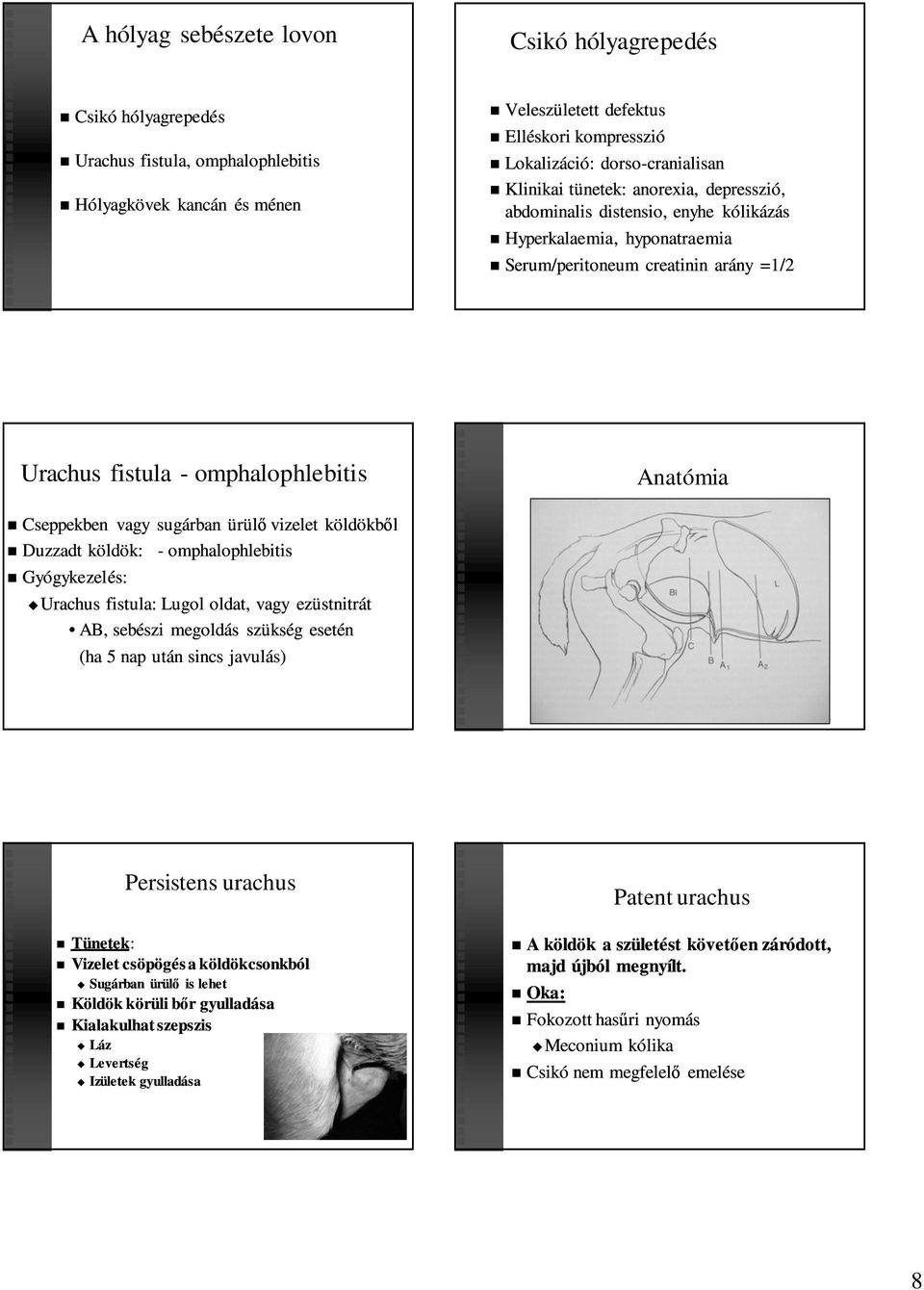 Anatómia Cseppekben vagy sugárban ürülő vizelet köldökből Duzzadt köldök: - omphalophlebitis Gyógykezelés: Urachus fistula: Lugol oldat, vagy ezüstnitrát AB, sebészi megoldás szükség esetén (ha 5 nap