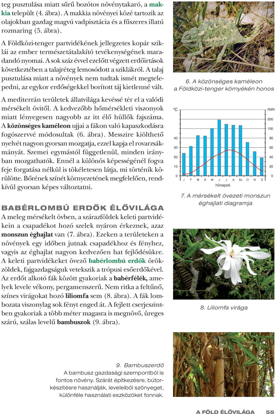 A talaj pusztulása miatt a növények nem tudtak ismét megtelepedni, az egykor erdõségekkel borított táj kietlenné vált. 6.