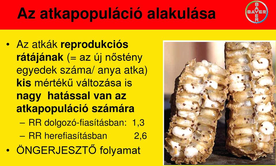 változása is nagy hatással van az atkapopuláció számára RR