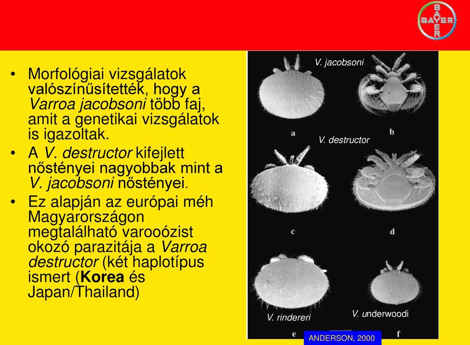 Ez alapján az európai méh Magyarországon megtalálható varooózist okozó parazitája a Varroa destructor