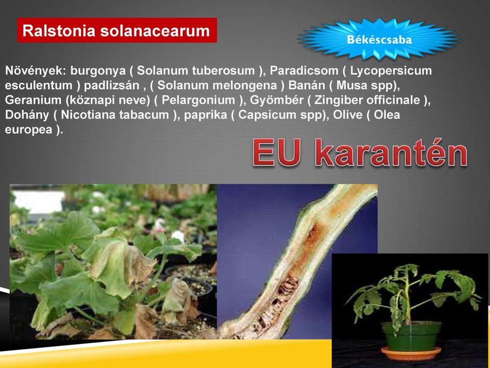 Musa spp), Geranium (köznapi neve) ( Pelargonium ), Gyömbér ( Zingiber