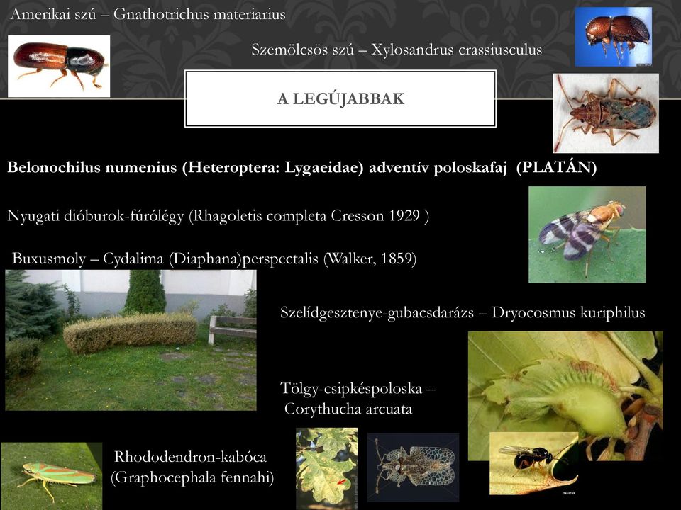 completa Cresson 1929 ) Buxusmoly Cydalima (Diaphana)perspectalis (Walker, 1859)