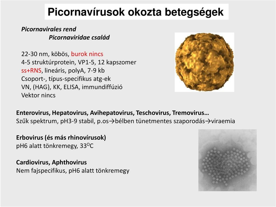 nincs Enterovirus, Hepatovirus, Avihepatovirus, Teschovirus, Tremovirus Szűk spektrum, ph3-9 stabil, p.