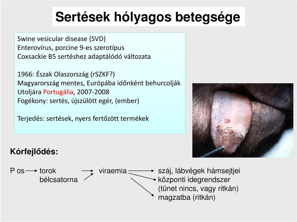 ) Magyarország mentes, Európába időnként behurcolják Utoljára Portugália, 2007-2008 Fogékony: sertés, újszülött egér,