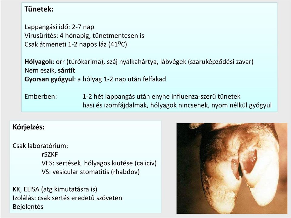 után enyhe influenza-szerű tünetek hasi és izomfájdalmak, hólyagok nincsenek, nyom nélkül gyógyul Kórjelzés: Csak laboratórium: rszkf VES: