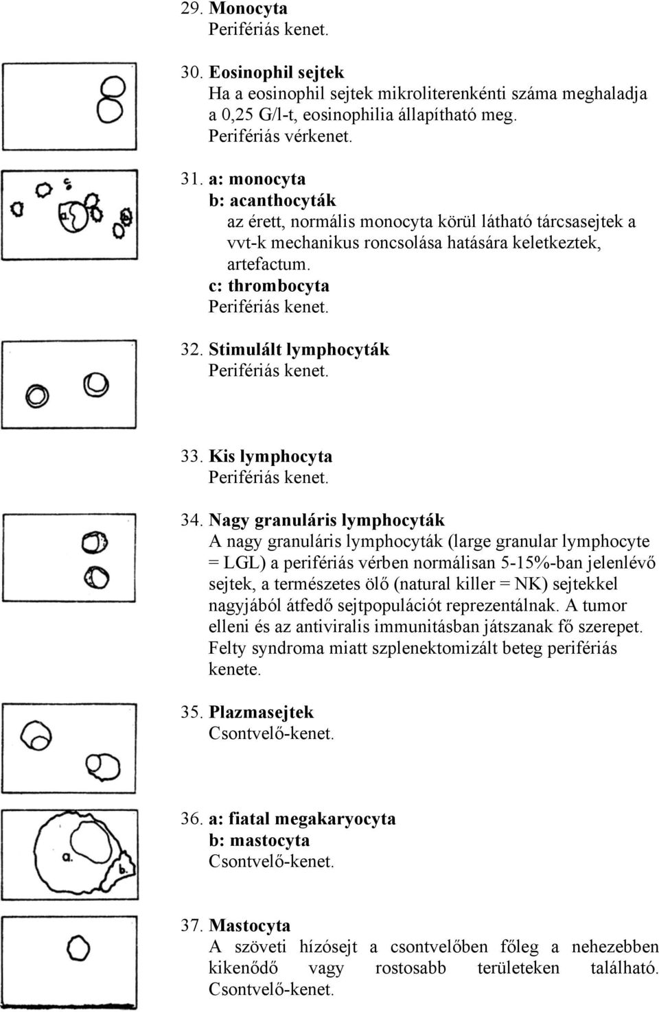 Kis lymphocyta 34.