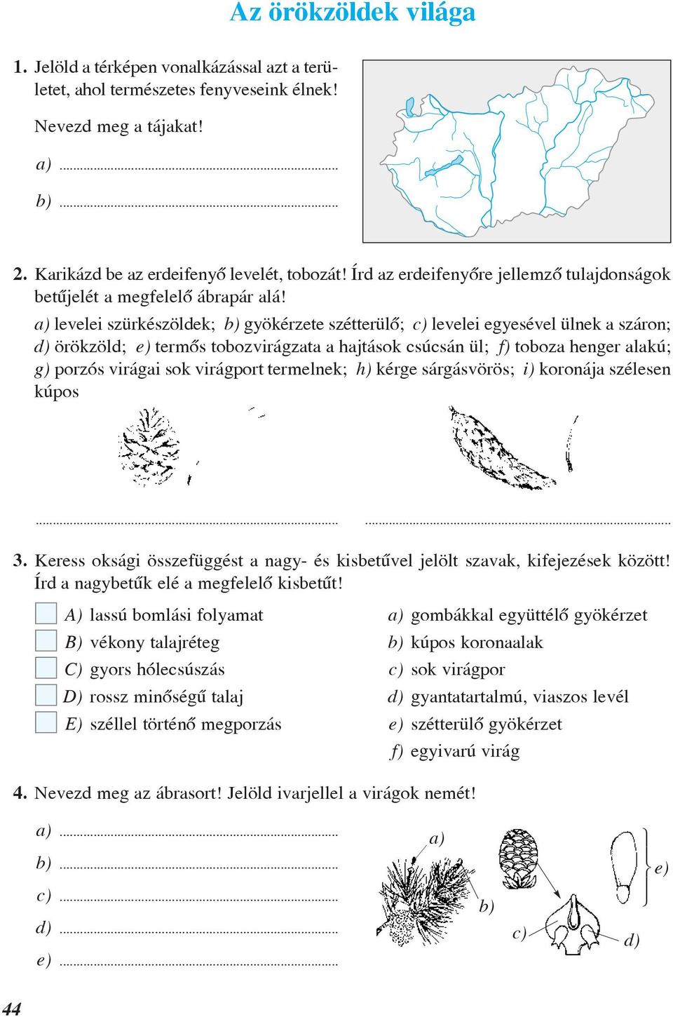 a) levelei szürkészöldek; b) gyökérzete szétterülô; c) levelei egyesével ülnek a száron; d) örökzöld; e) termôs tobozvirágzata a hajtások csúcsán ül; f) toboza henger alakú; g) porzós virágai sok