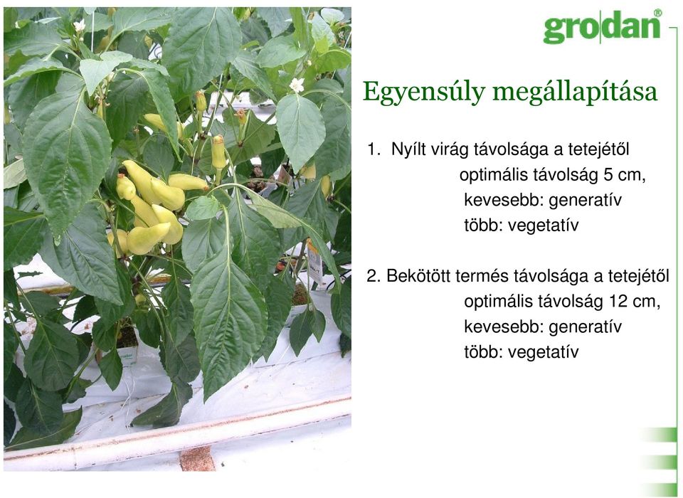 cm, kevesebb: generatív több: vegetatív 2.