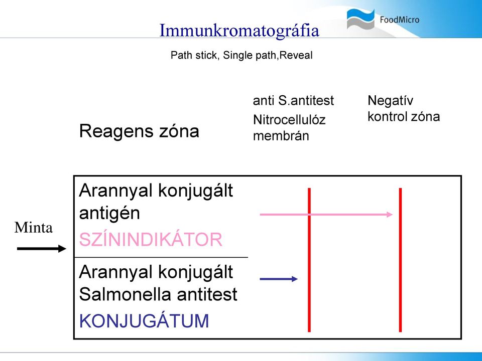antitest Nitrocellulóz membrán Negatív kontrol zóna