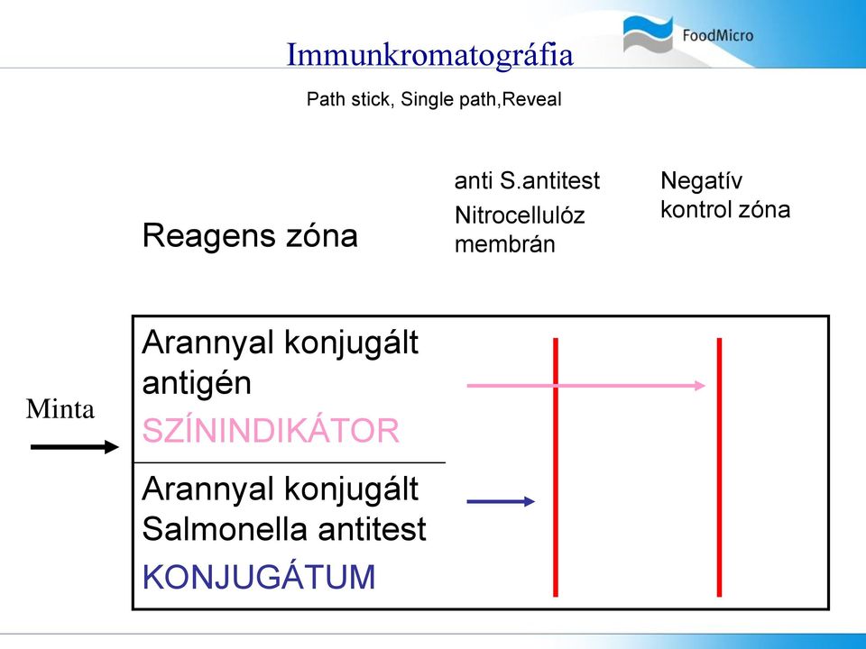antitest Nitrocellulóz membrán Negatív kontrol zóna