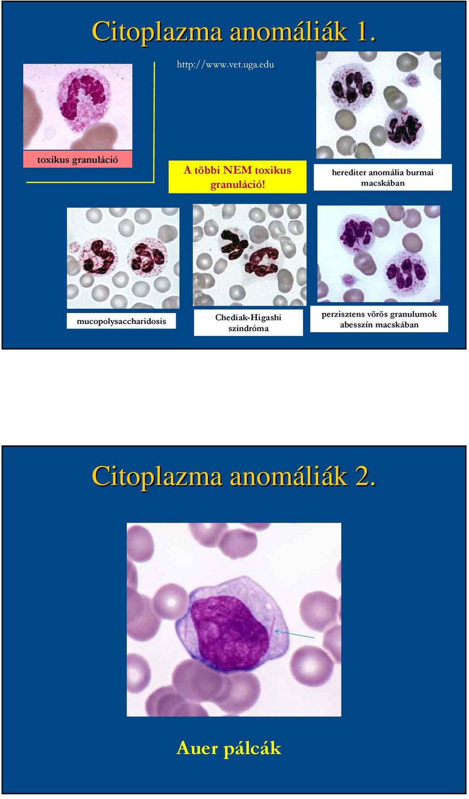 herediter anomália burmai macskában mucopolysaccharidosis