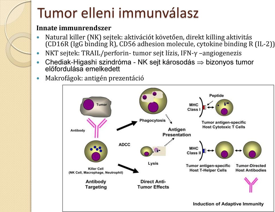 binding R (IL-2)) NKT sejtek: TRAIL/perforin- tumor sejt lízis, IFN-γ angiogenezis