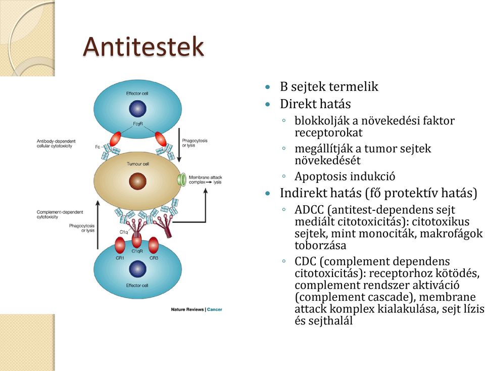 citotoxicitás): citotoxikus sejtek, mint monociták, makrofágok toborzása CDC (complement dependens citotoxicitás):