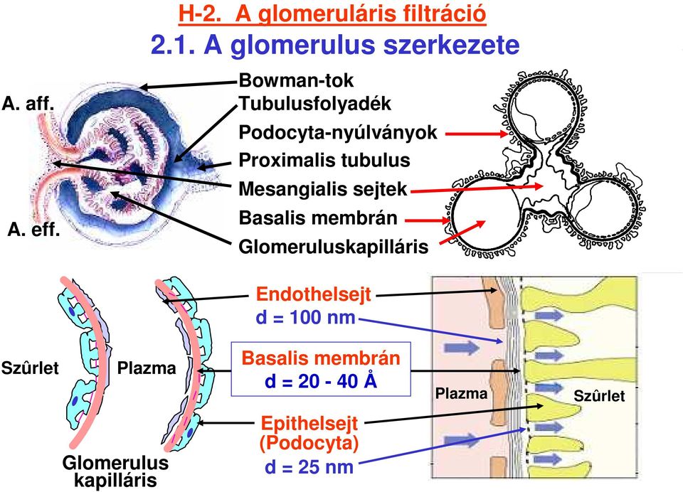 H-2. A glomeruláris filtráció 2.1. A glomerulus szerkezete - PDF Free  Download