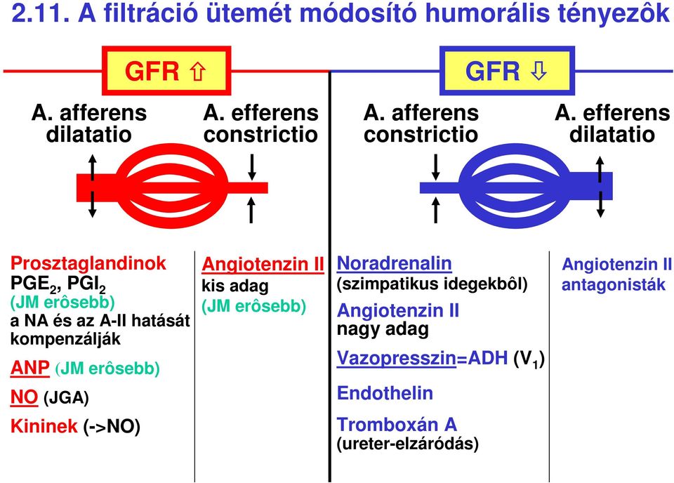 H-2. A glomeruláris filtráció 2.1. A glomerulus szerkezete - PDF Free  Download