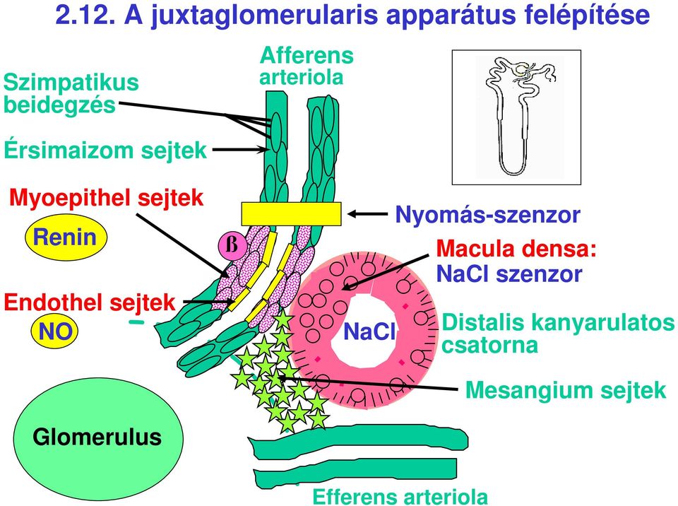 Endothel sejtek NO Glomerulus ß NaCl Nyomás-szenzor Macula densa: