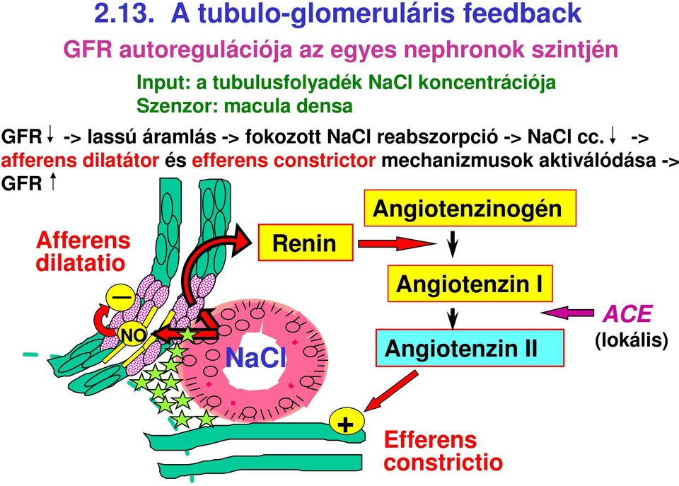 tubulusfolyadék NaCl koncentrációja Szenzor: macula densa GFR -> lassú áramlás -> fokozott NaCl