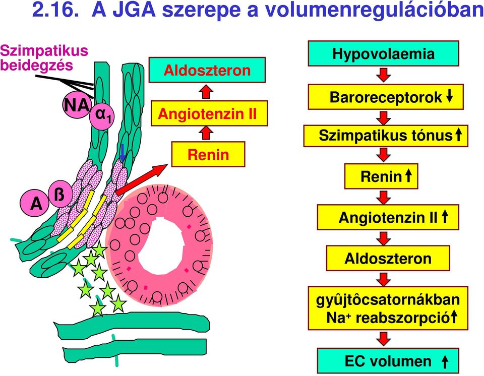 NA α 1 Renin Baroreceptorok Szimpatikus tónus