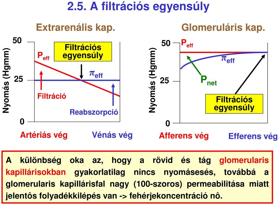 Filtrációs egyensúly Artériás vég Vénás vég Afferens vég Efferens vég A különbség oka az, hogy a rövid és tág