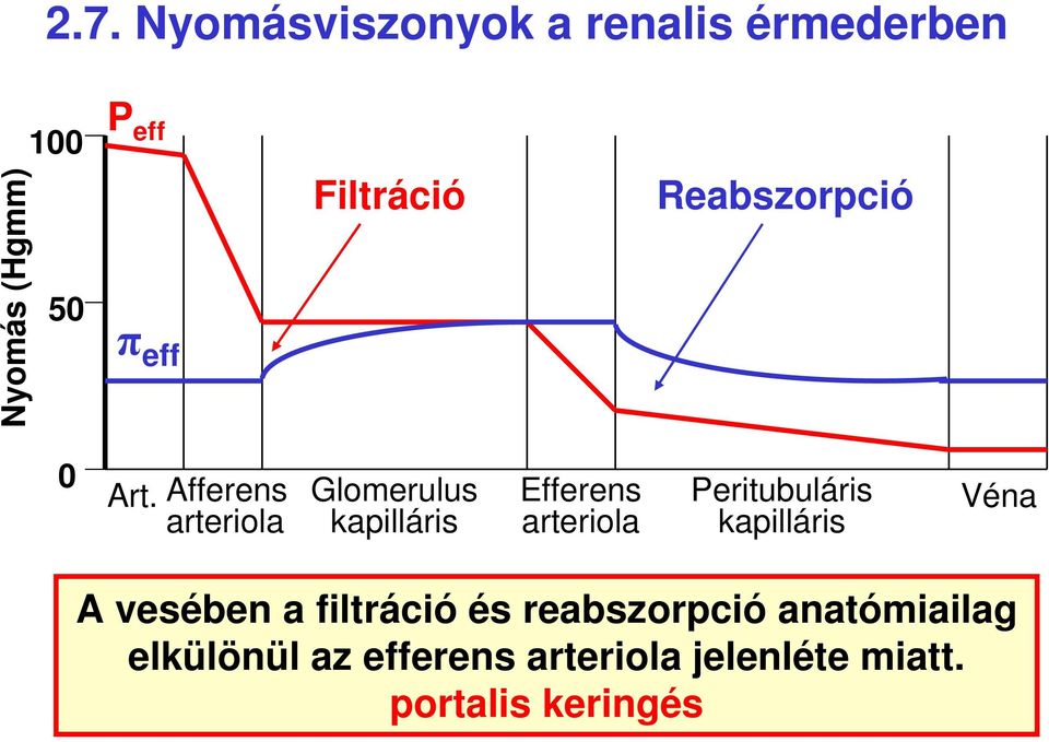 Afferens arteriola Glomerulus kapilláris Efferens arteriola Peritubuláris