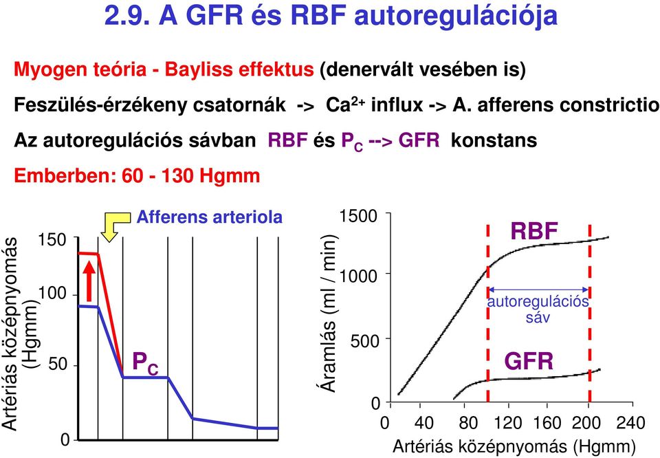 afferens constrictio Az autoregulációs sávban RBF és P C --> GFR konstans Emberben: 60-130 Hgmm