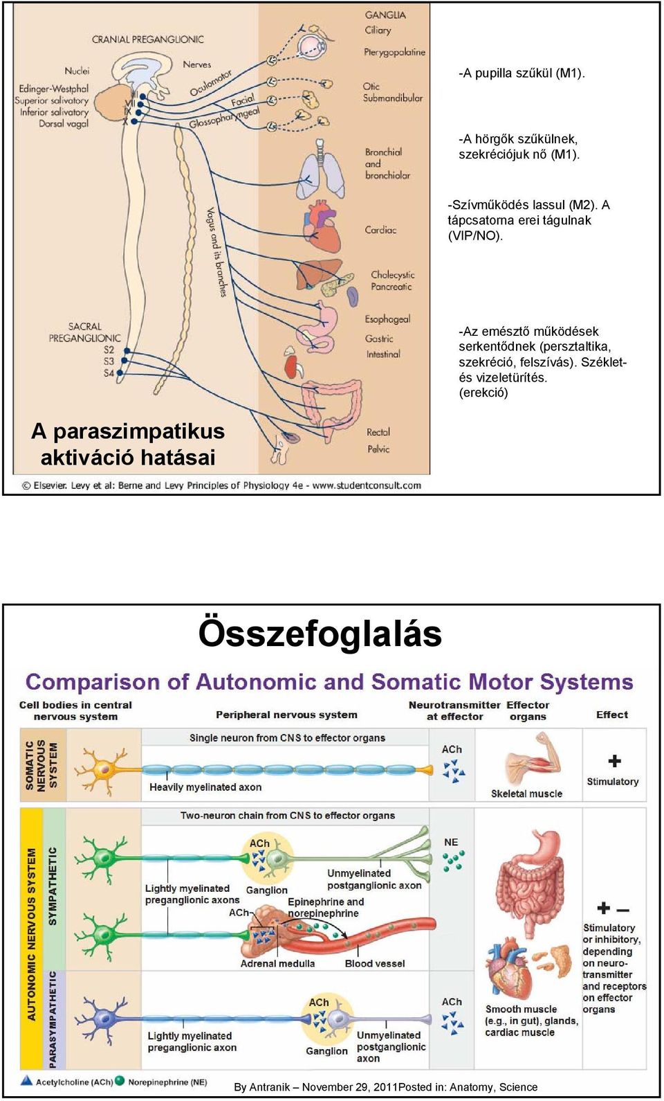 -Az emésztő működések serkentődnek (persztaltika, szekréció, felszívás).