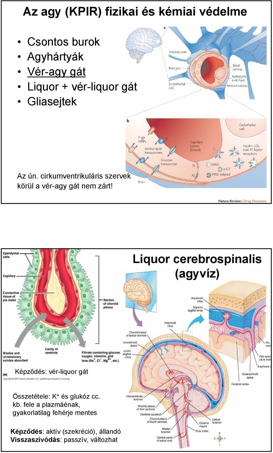 Liquor cerebrospinalis (agyvíz) Képződés: vér-liquor gát Összetétele: K + és glukóz cc. kb.