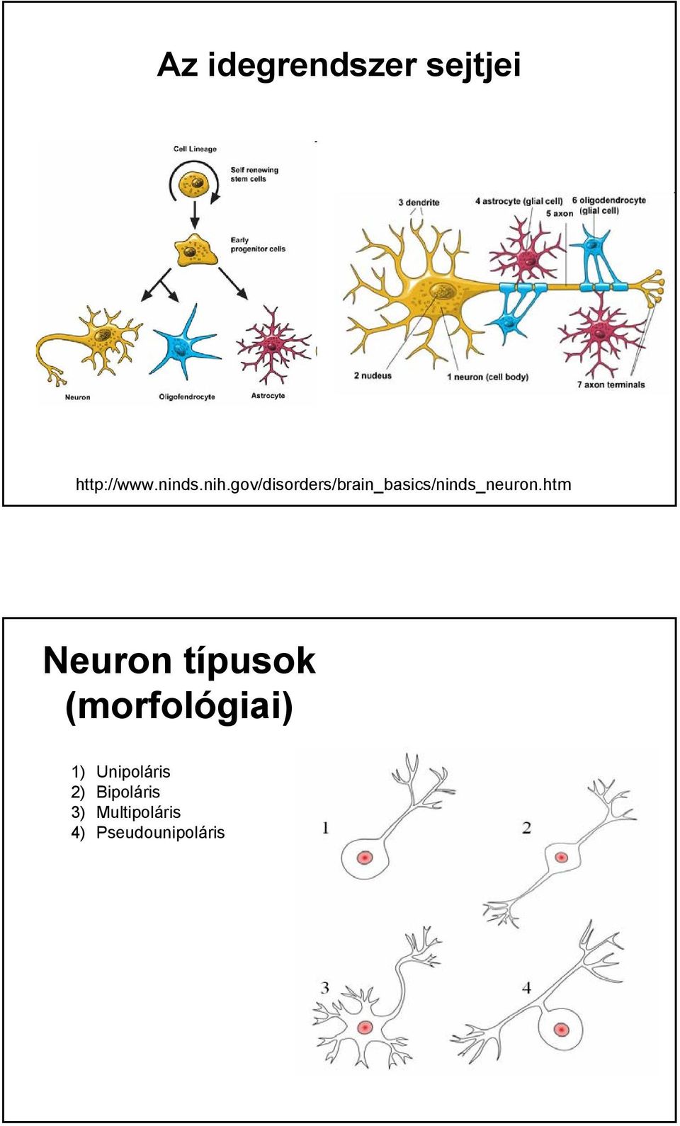 htm Neuron típusok (morfológiai) 1)