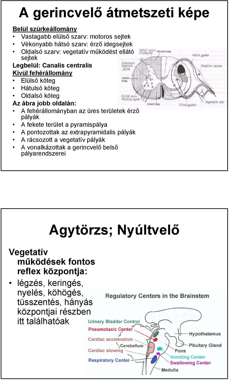 területek érző pályák A fekete terület a pyramispálya A pontozottak az extrapyramidalis pályák A rácsozott a vegetatív pályák A vonalkázottak a gerincvelő belső