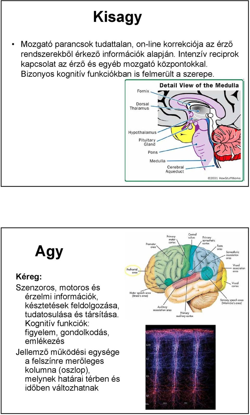 Agy Kéreg: Szenzoros, motoros és érzelmi információk, késztetések feldolgozása, tudatosulása és társítása.