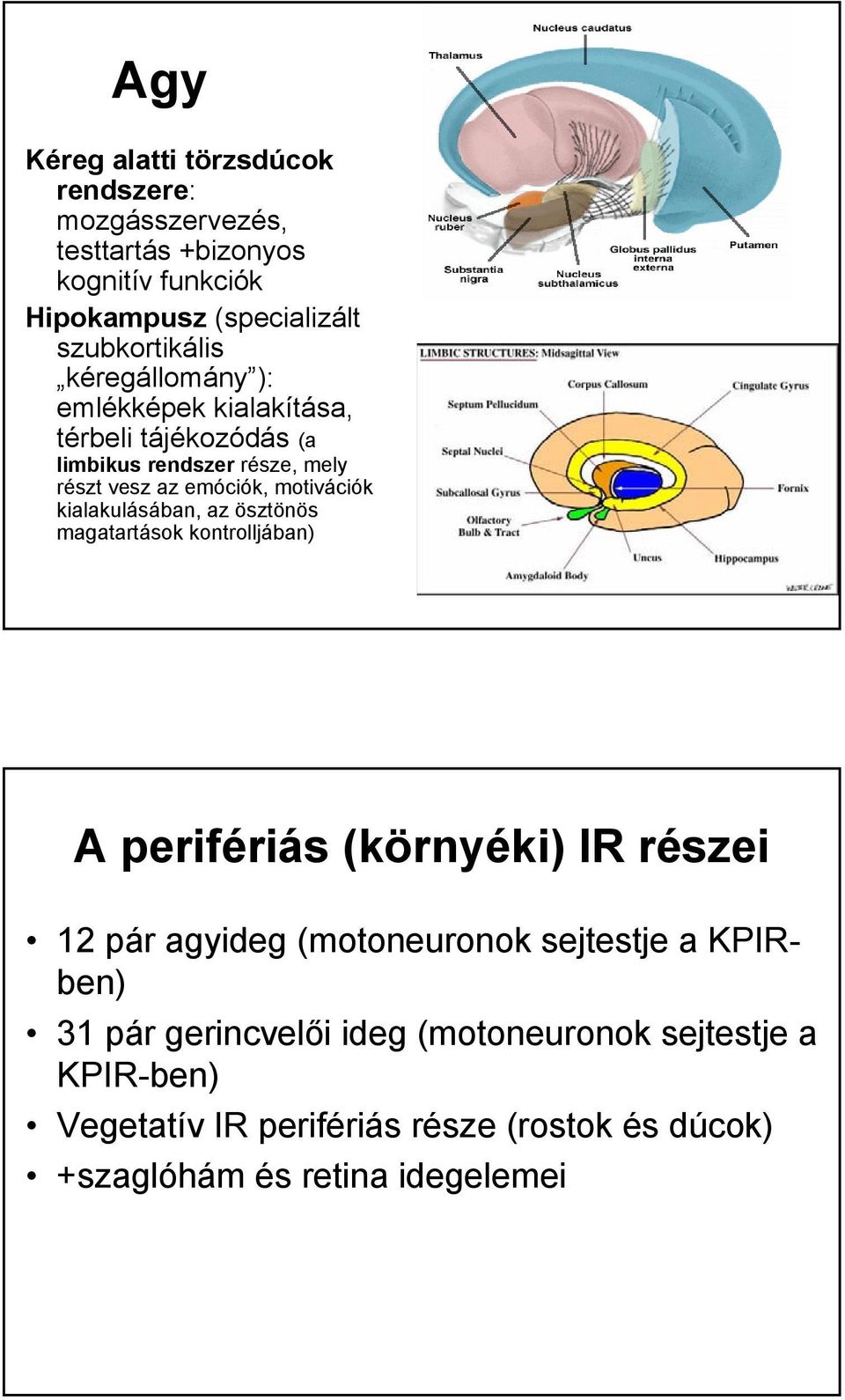 kialakulásában, az ösztönös magatartások kontrolljában) A perifériás (környéki) IR részei 12 pár agyideg (motoneuronok sejtestje a