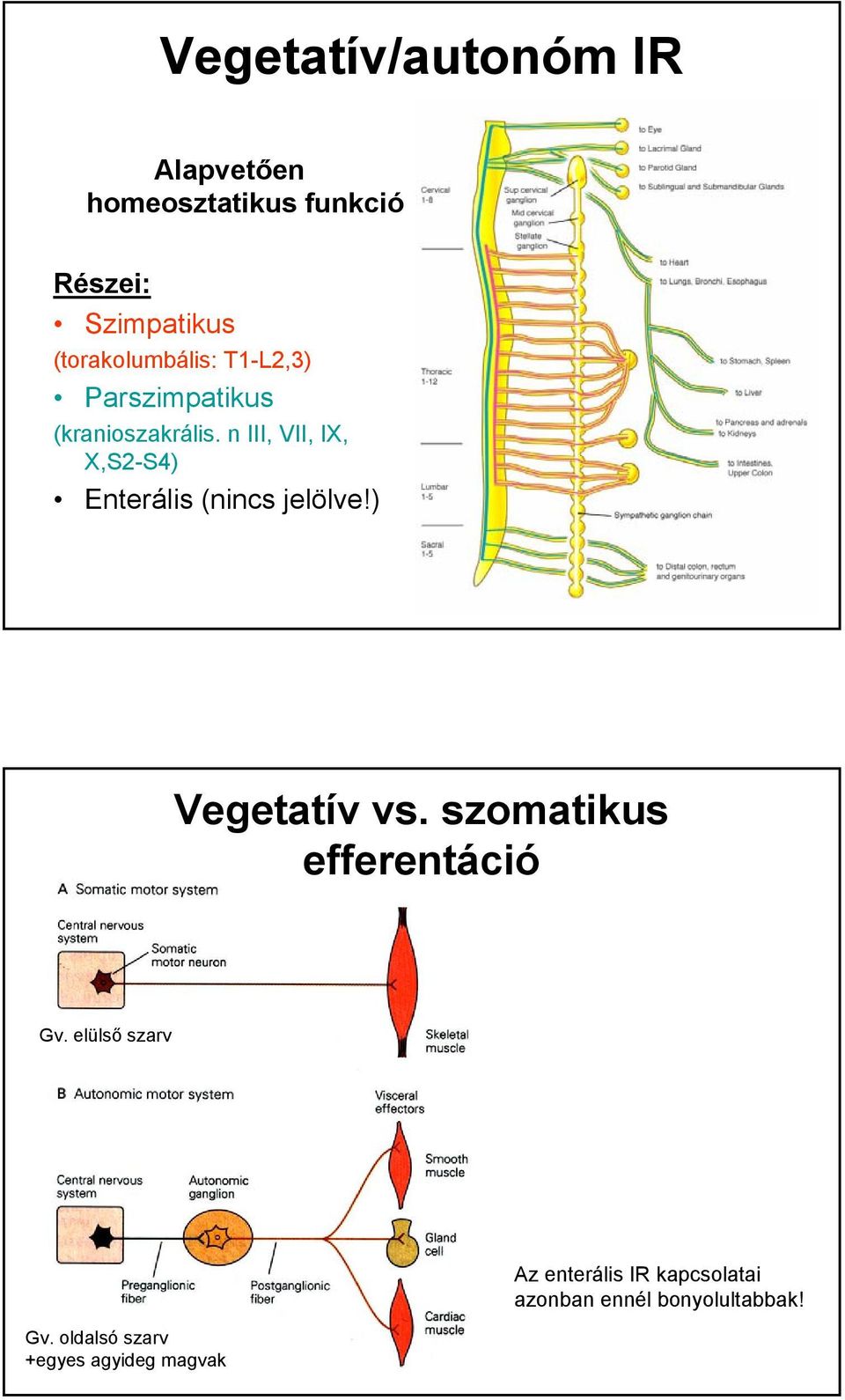 n III, VII, IX, X,S2-S4) Enterális (nincs jelölve!) Vegetatív vs.