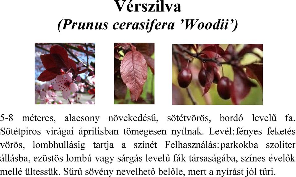 Vérszilva (Prunus cerasifera Woodii ) - PDF Ingyenes letöltés