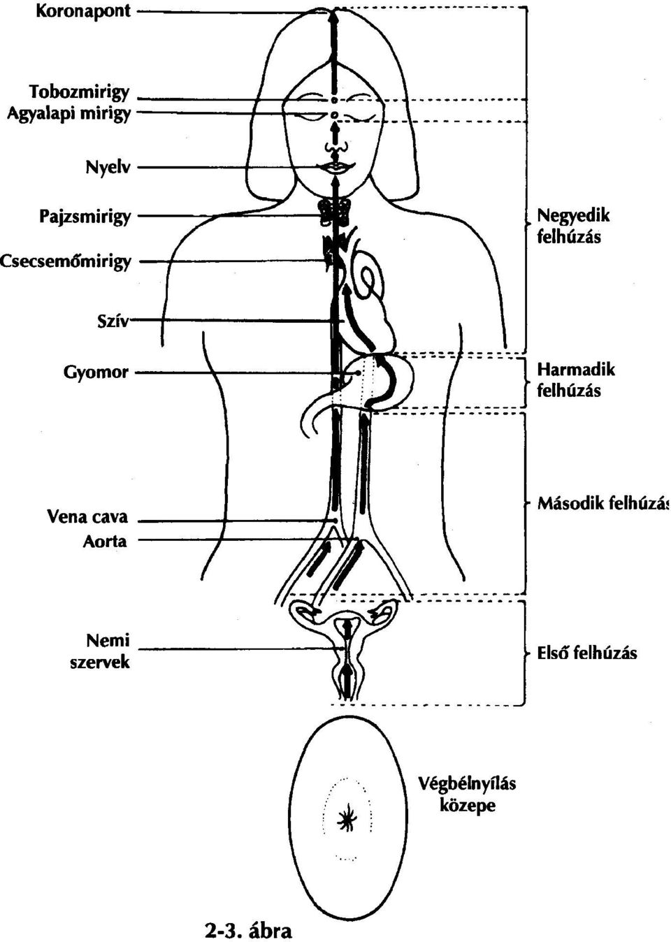 Magas vérnyomás, Hypertonia - Budai Egészségközpont