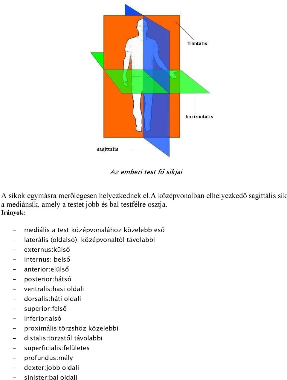 Irányok: - mediális:a test középvonalához közelebb eső - laterális (oldalsó): középvonaltól távolabbi - externus:külső - internus: belső -