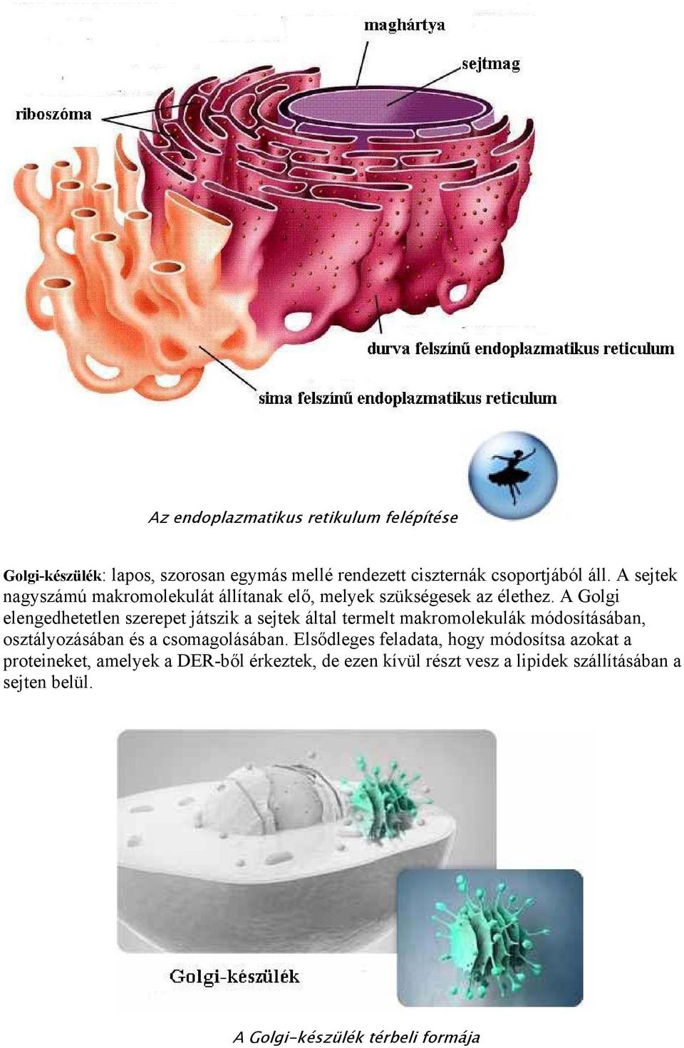 A Golgi elengedhetetlen szerepet játszik a sejtek által termelt makromolekulák módosításában, osztályozásában és a csomagolásában.