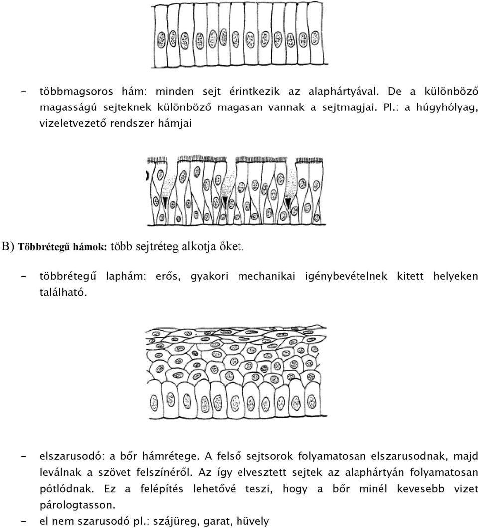 - többrétegű laphám: erős, gyakori mechanikai igénybevételnek kitett helyeken található. - elszarusodó: a bőr hámrétege.