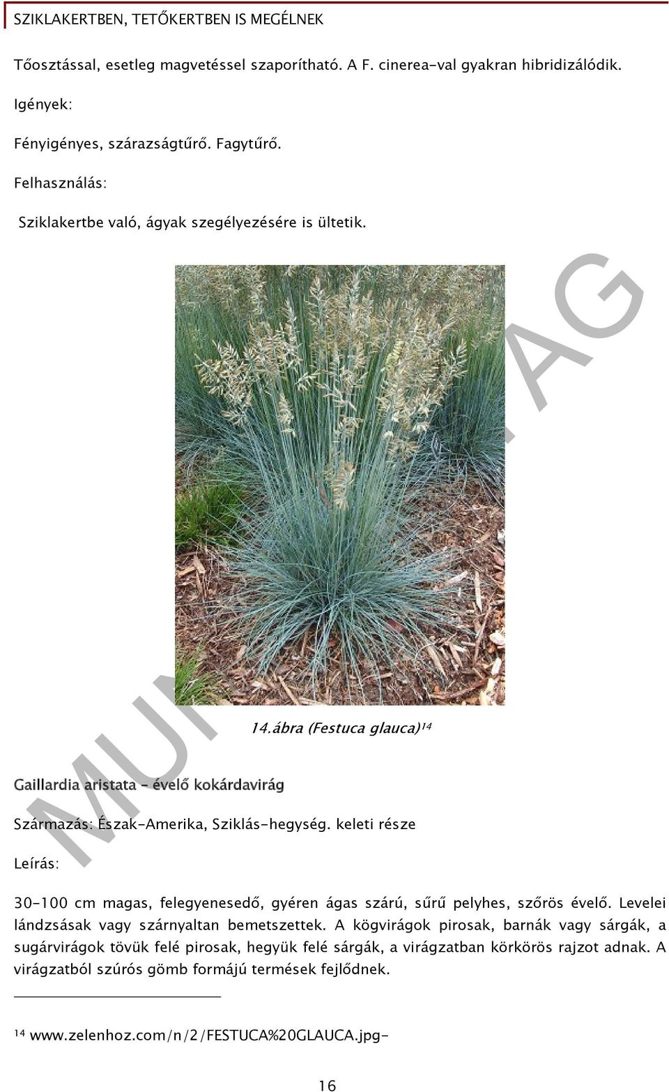 keleti része 30-100 cm magas, felegyenesedő, gyéren ágas szárú, sűrű pelyhes, szőrös évelő. Levelei lándzsásak vagy szárnyaltan bemetszettek.
