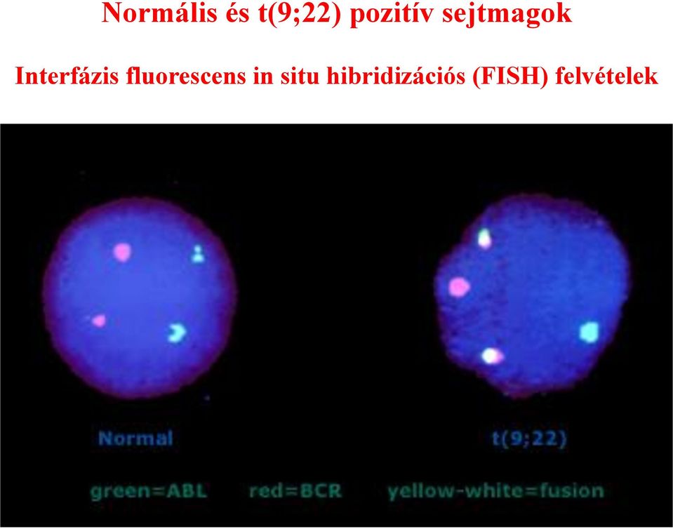 Interfázis fluorescens