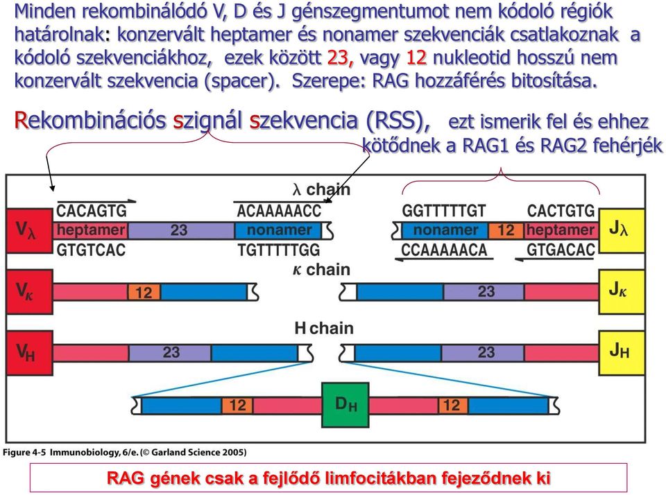 konzervált szekvencia (spacer). Szerepe: RAG hozzáférés bitosítása.