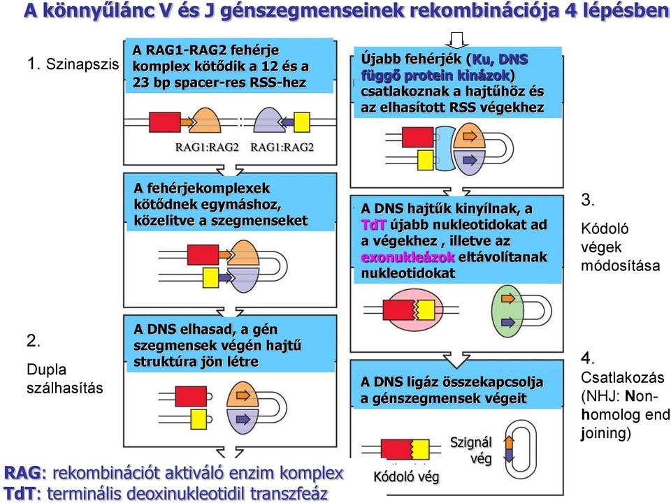 RAG1:RAG2 RAG1:RAG2 A fehérjekomplexek kötődnek egymáshoz, közelitve a szegmenseket A DNS hajtűk kinyílnak, a TdT újabb nukleotidokat ad a végekhez, illetve az exonukleázok eltávolítanak