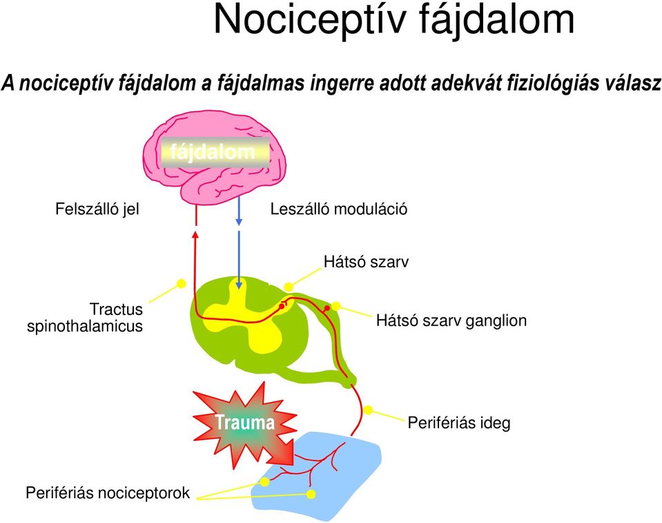 Tractus spinothalamicus Hátsó szarv ganglion Trauma Perifériás ideg Perifériás