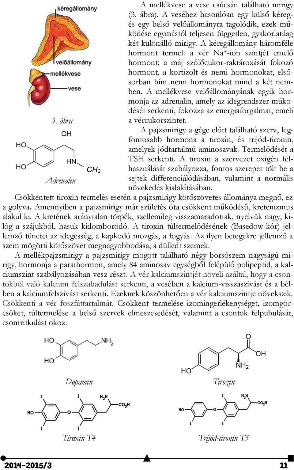 A kéregállomány háromféle hormont termel: a vér Na + -ion szintjét emelő hormont; a máj szőlőcukor-raktározását fokozó hormont, a kortizolt és nemi hormonokat, elsősorban hím nemi hormonokat mind a