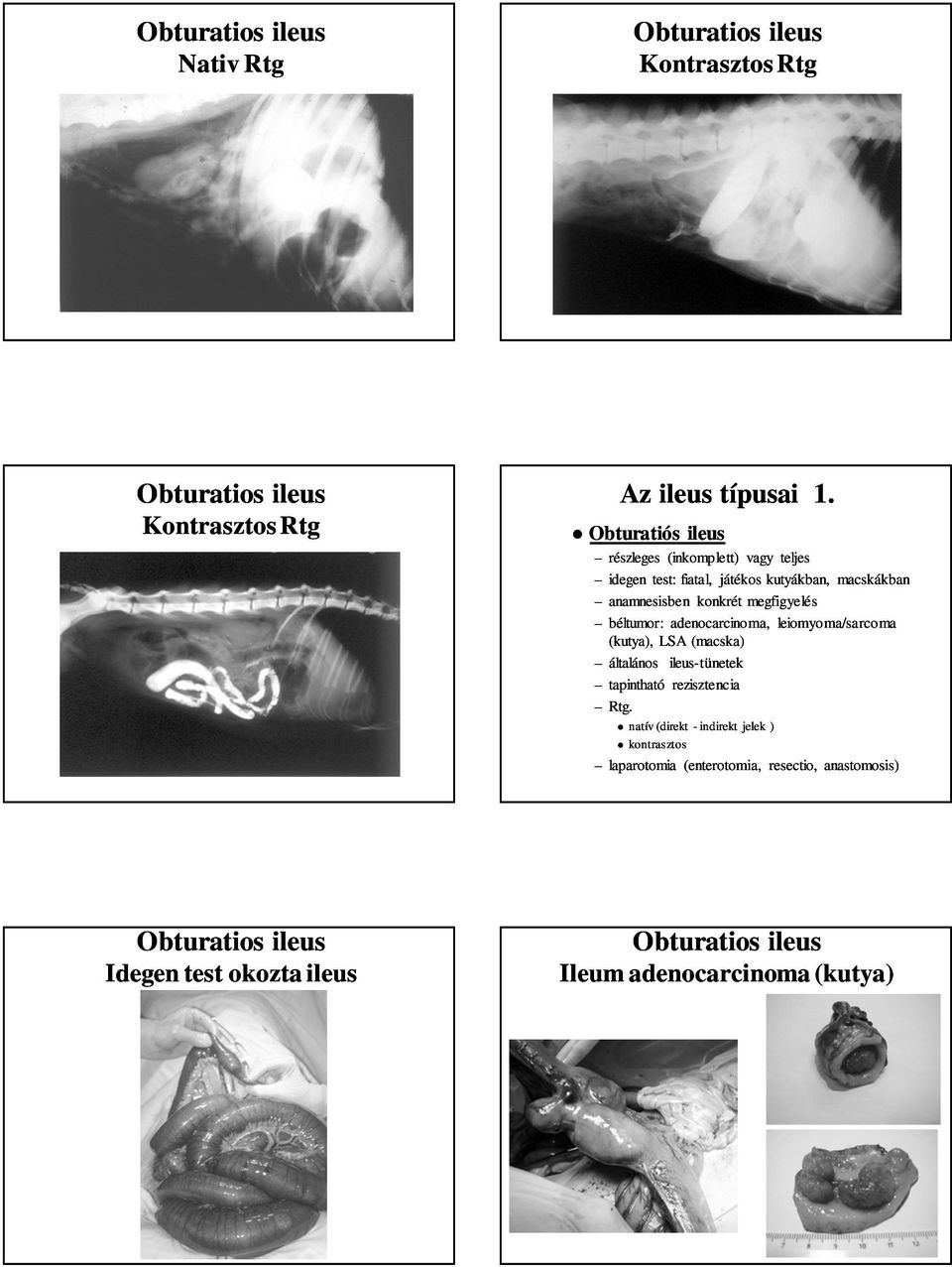megfigyelés béltumor: adenocarcinoma, leiomyoma/sarcoma (kutya), LSA (macska) általános ileus-tünetek tapintható rezisztencia Rtg.
