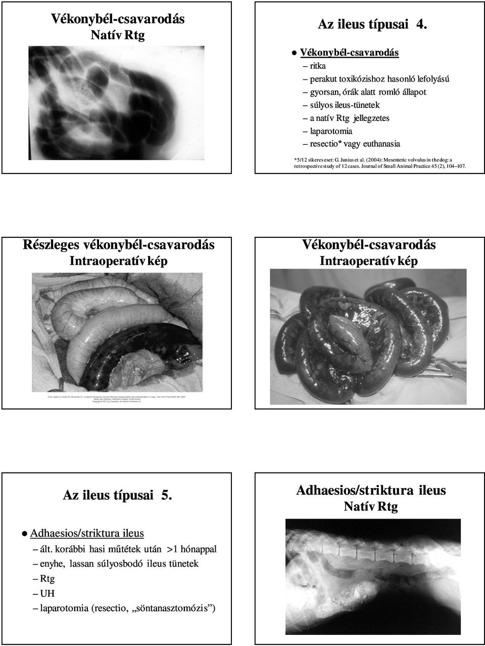 laparotomia resectio* vagy euthanasia *5/12 sikeres eset: G. Junius et al. (2004): Mesenteric volvulus in the dog: a retrospective study of 12 cases.